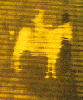 Image 70 for Lady Lazarus